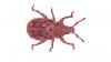 Trachyphloeus spinimanus